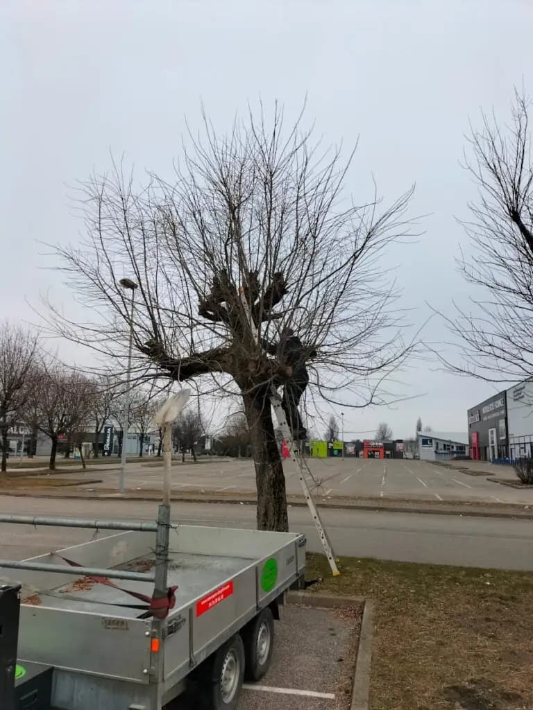 Arbre majestueux